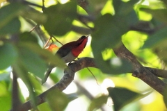 Aethopyga siparaja trangensis