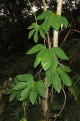 Ipomoea mauritiana