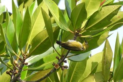 Zosterops simplex erwini