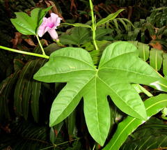Ipomoea mauritiana