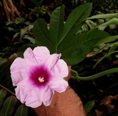 Ipomoea mauritiana