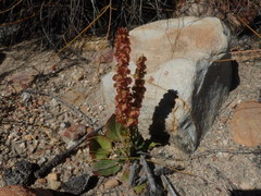 Rumex cordatus