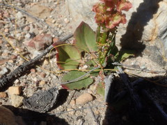 Rumex cordatus