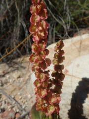 Rumex cordatus