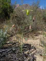 Albuca acuminata