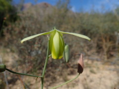 Albuca acuminata