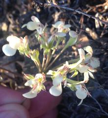 Pelargonium luteolum