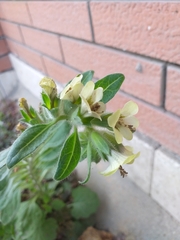 Hyoscyamus
