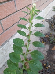 Hyoscyamus