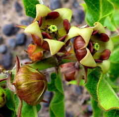 Pachycarpus dealbatus