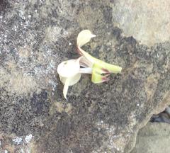 Pelargonium luteolum