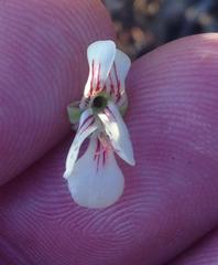 Pelargonium luteolum