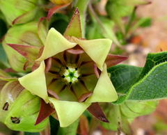 Pachycarpus dealbatus