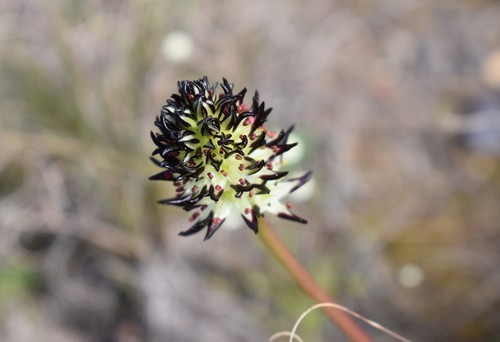 Image of Wurmbea spicata by (c) Justin Ponder, some rights reserved (CC BY)