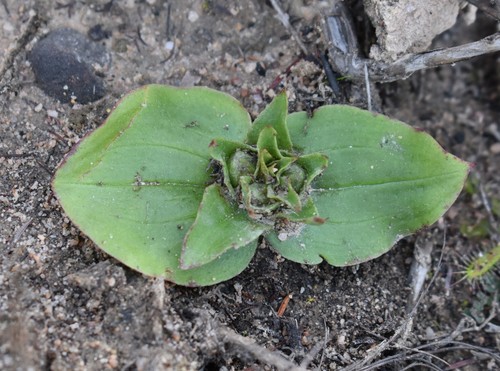 Image of Satyrium pumilum by (c) Justin Ponder, some rights reserved (CC BY)