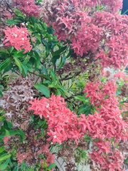 Ixora