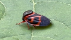Okiscarta uchidae