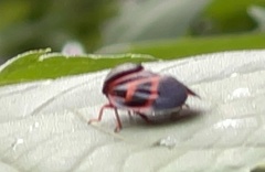 Okiscarta uchidae