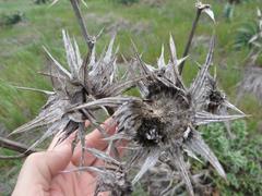 Berkheya glabrata