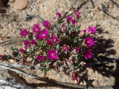 Antimima verruculosa