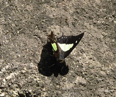 Polyura bharata