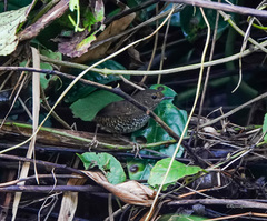 Pnoepyga pusilla
