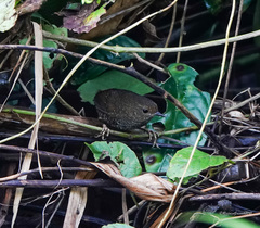 Pnoepyga pusilla