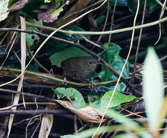 Pnoepyga pusilla