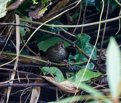 Pnoepyga pusilla