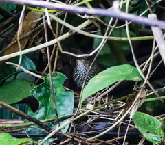 Pnoepyga pusilla