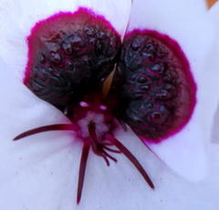 Pelargonium tricolor