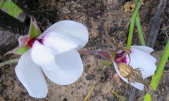 Pelargonium tricolor