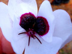 Pelargonium tricolor