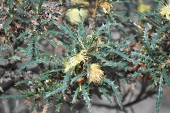 Banksia squarrosa