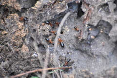 Camponotus nigriceps