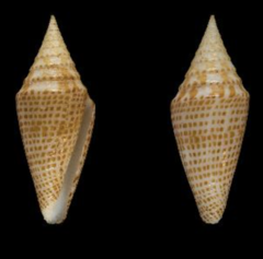 Conus aequiquadratus