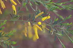 Acacia lysiphloia