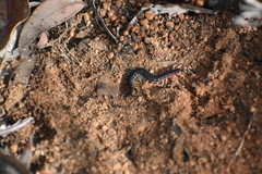 Scolopendra laeta