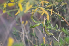 Acacia lysiphloia