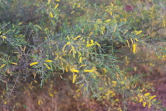 Acacia lysiphloia