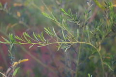 Acacia lysiphloia