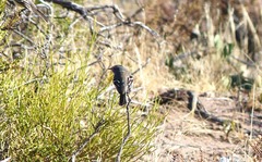 Anairetes flavirostris