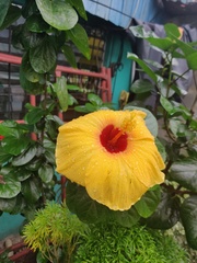 Hibiscus