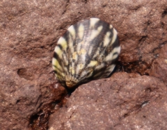 Image of Notoacmea sturnus