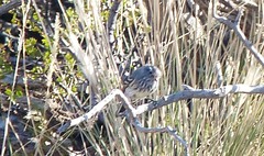 Anairetes flavirostris