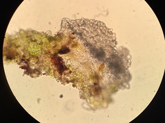 Dictyocatenulata alba