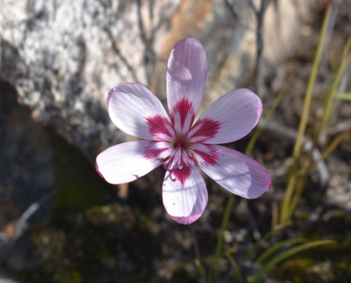 Geissorhiza roseoalba