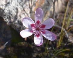 Geissorhiza roseoalba