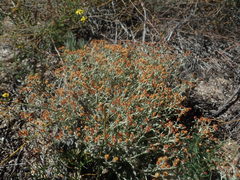 Helichrysum tinctum