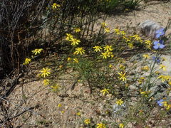 Senecio erosus